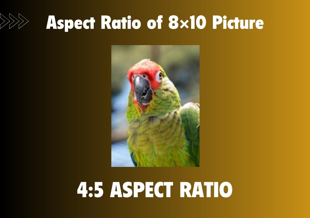 Aspect Ratio of an 8×10 Picture