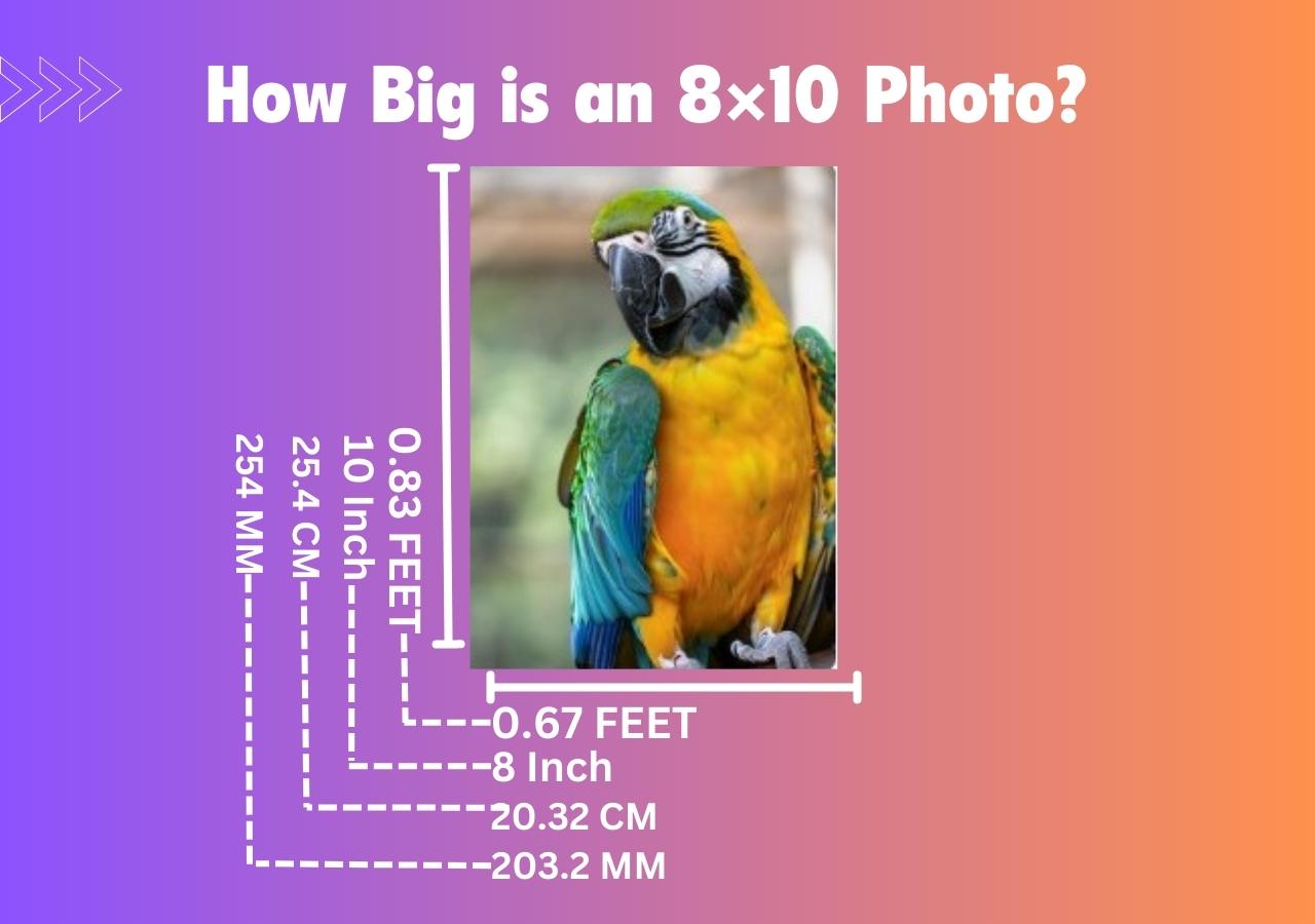 How Big is an 8×10 Photo